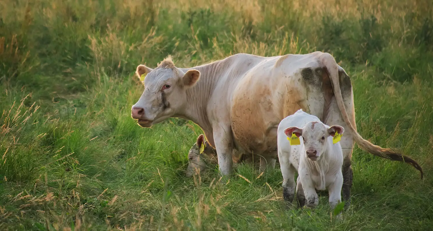 ¡Nueva campaña vs. Tuberculosis Bovina! México se fortalece