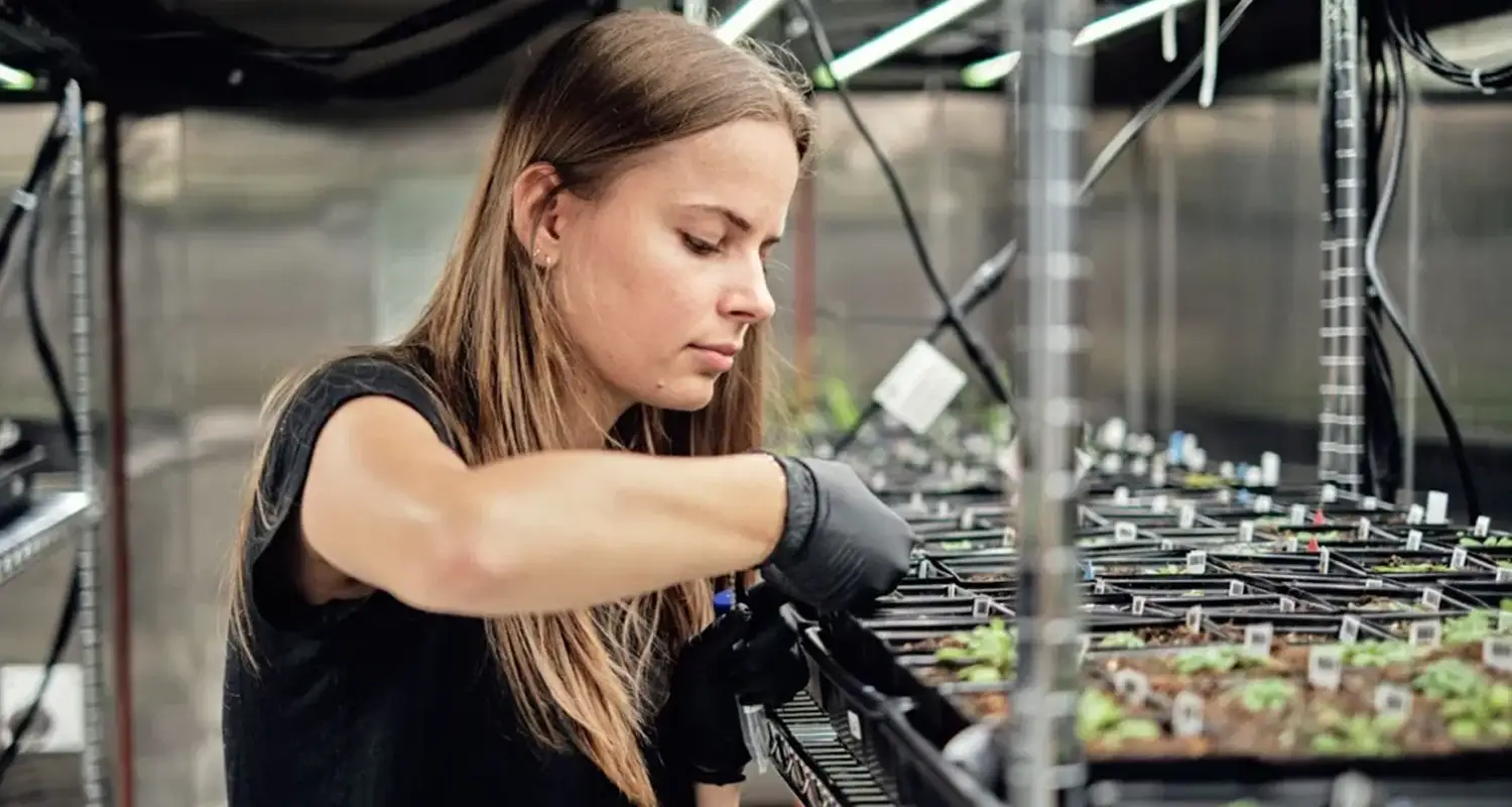 Google siembra la IA: la gran apuesta para salvar cultivos