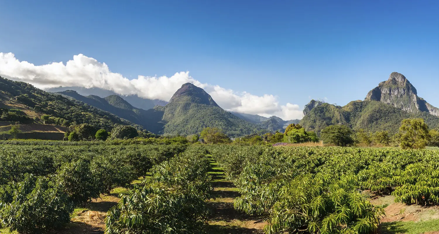 México Protege su Aguacate: Zonas Libres de Plagas
