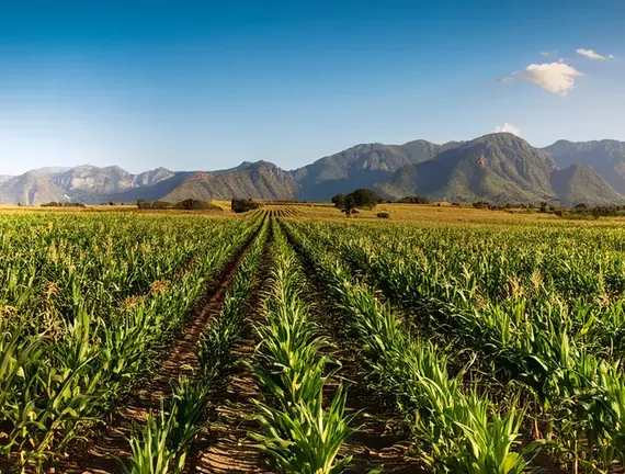 ¿Cómo los Nuevos Precios de Garantía en México Protegen a Productores y Ciudadanos?