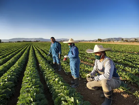 Beneficios Fiscales en el Campo: Impulso a la Formalización Laboral