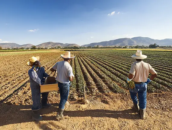 Beneficios Fiscales en el Campo: Apoyo para Empleadores y Trabajadores