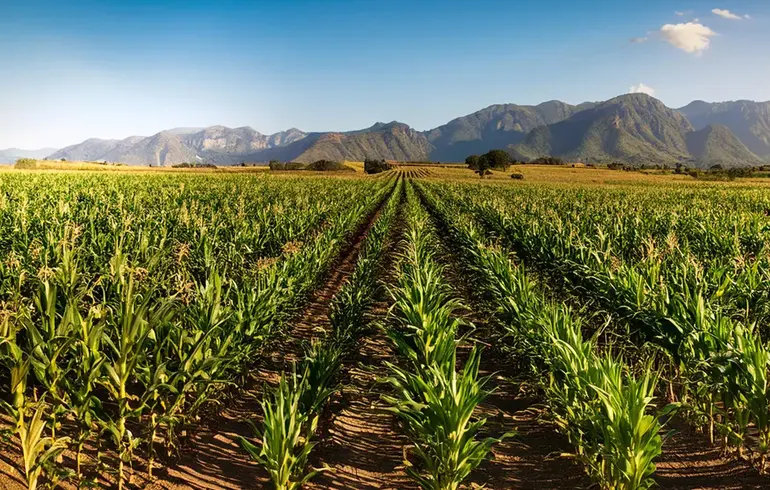 ¿Cómo los Nuevos Precios de Garantía en México Protegen a Productores y Ciudadanos?