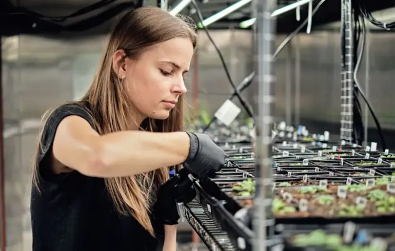 Google siembra la IA: la gran apuesta para salvar cultivos