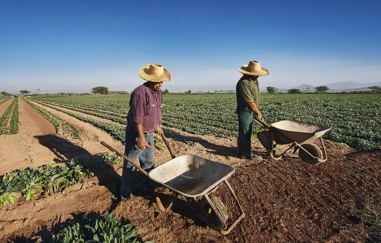 Beneficios Fiscales en el Campo: Apoyo para Empleadores y Trabajadores