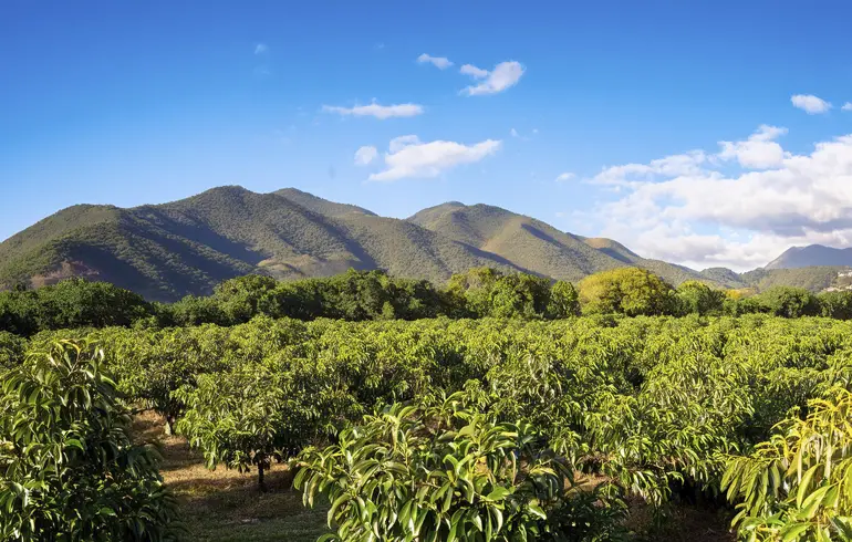 México Protege su Aguacate: Zonas Libres de Plagas