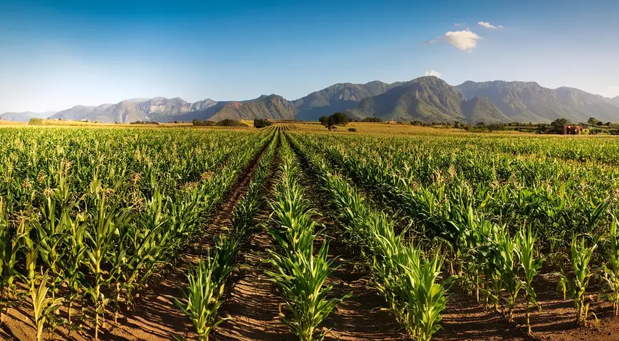 ¿Cómo los Nuevos Precios de Garantía en México Protegen a Productores y Ciudadanos?
