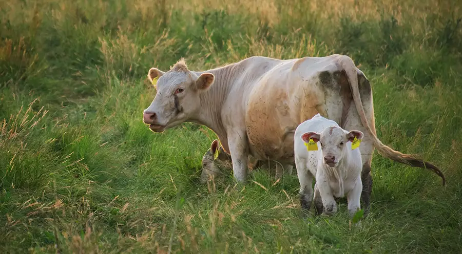 ¡Nueva campaña vs. Tuberculosis Bovina! México se fortalece