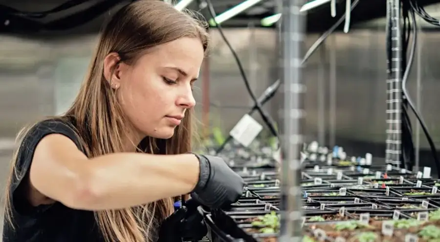 Google siembra la IA: la gran apuesta para salvar cultivos
