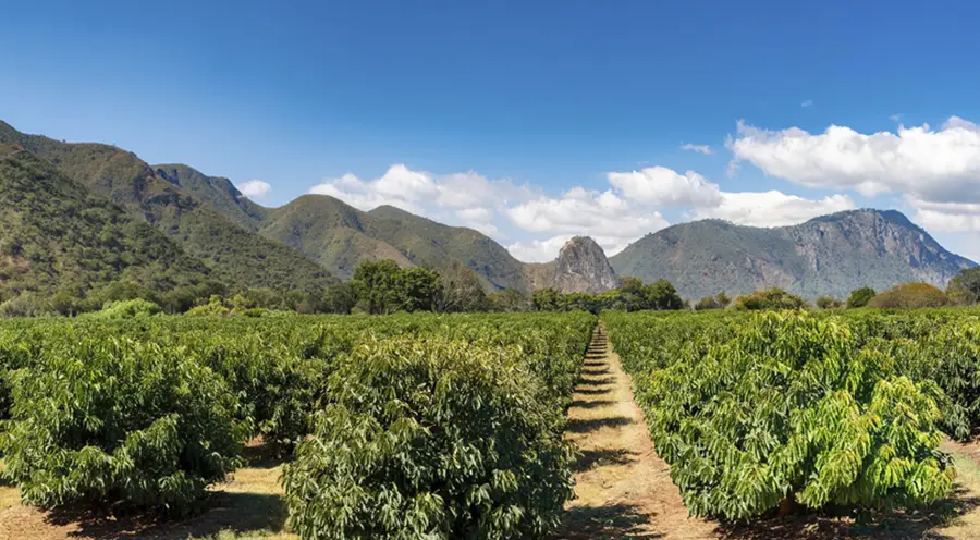 México Protege su Aguacate: Zonas Libres de Plagas